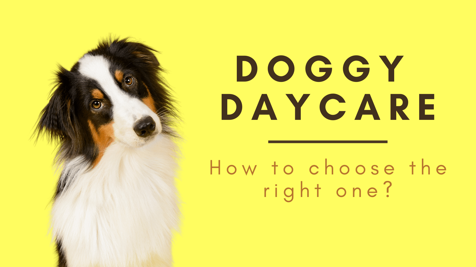 Doggy Daycare How to choose the best one for your dog Playful Paws